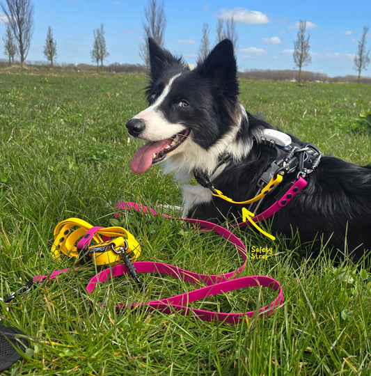 A close-up photo of a Border Collie lying in the grass. The dog is wearing a black harness with a yellow arrow pointing to a bright yellow BioThane Safety Strap. A rolled-up yellow leash and a long, unrolled magenta pink leash are laying in the grass in front of the dog. The background shows a field with a line of trees under a clear blue sky.