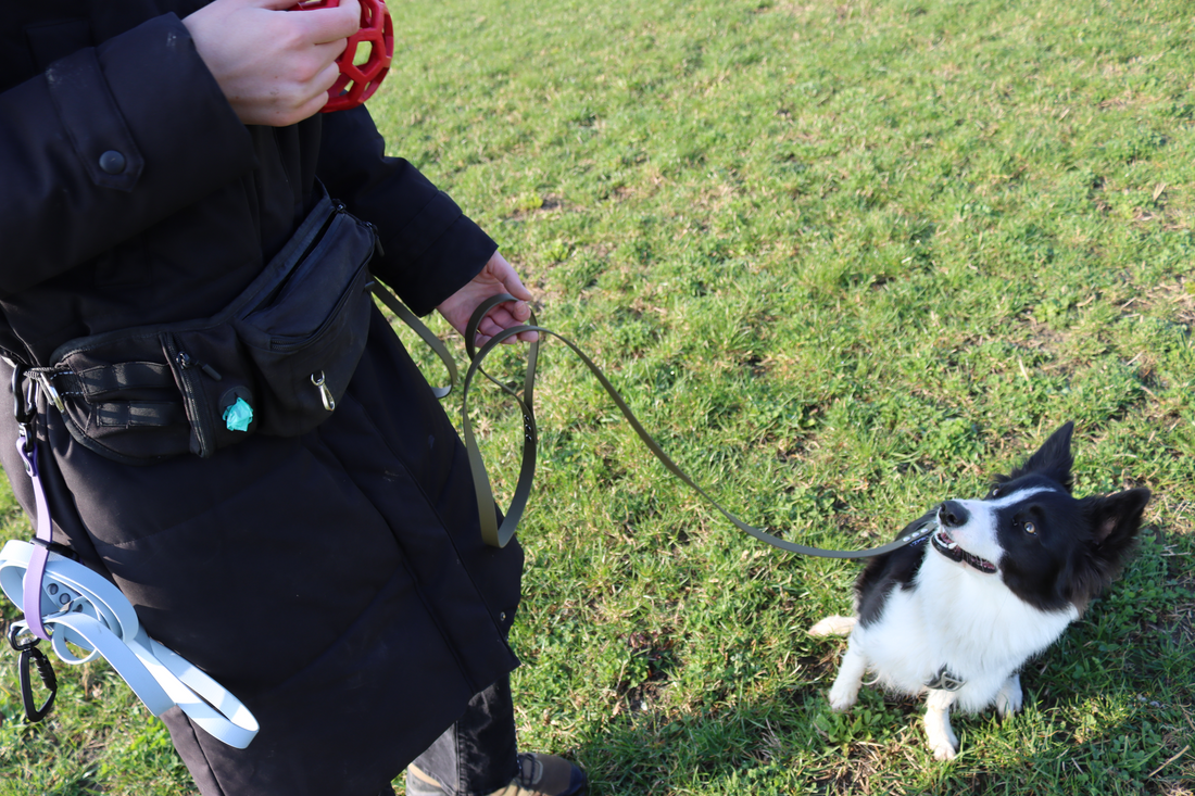 A focused Border Collie enjoying a relaxed "J-curve" on an Olive Green BioThane line. Notice the Lilac Long Line Keeper attached to the handler—the perfect way to manage your gear on the go!