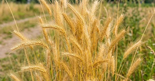 Dangerous: Foxtails (protect your dogs)