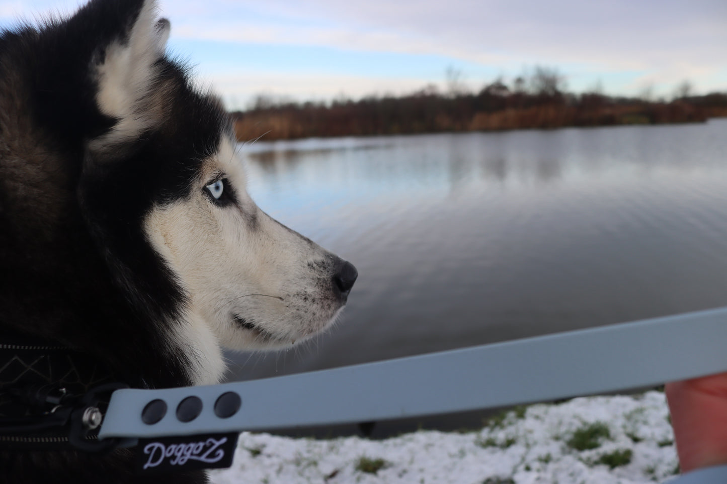 SAFE – BioThane® Leash - 1 Color