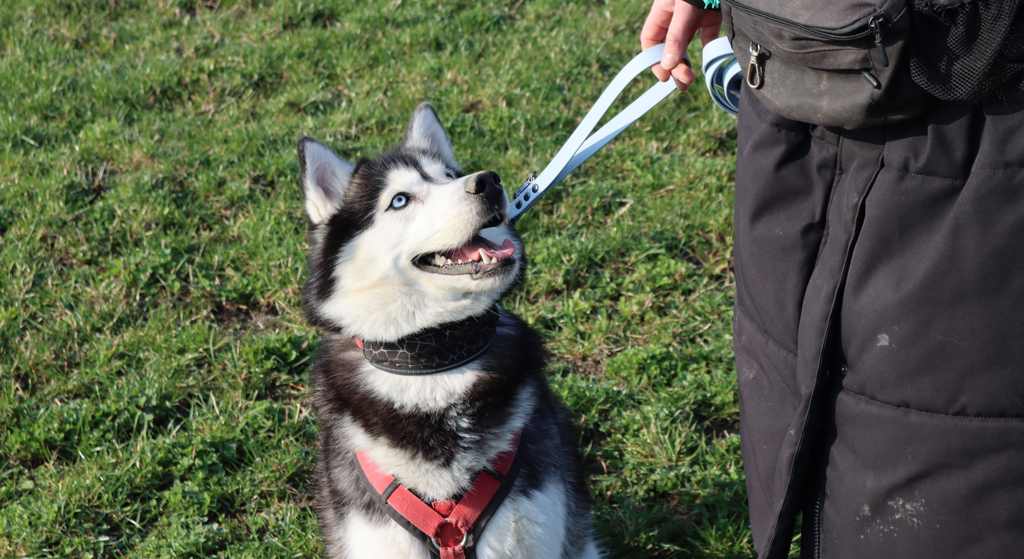 A close-up action shot of a Siberian Husky with bright blue eyes looking up affectionately at its owner in a sunny field. The owner is holding the dog securely using a light blue DoggoZ BioThane traffic handle. The dog wears a red harness and a patterned collar, perfectly demonstrating the use of a short lead for close control during walks.