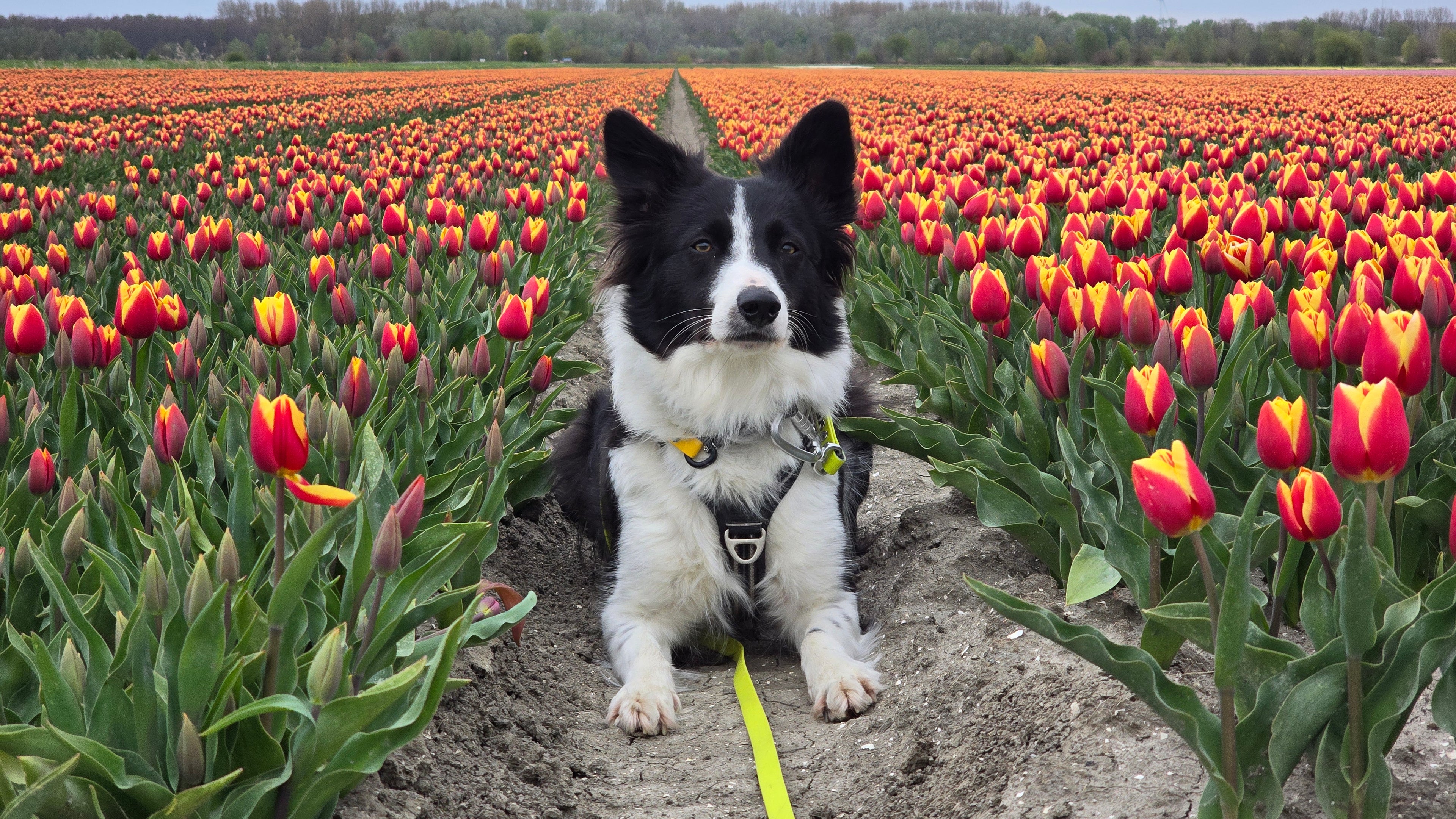 A black and white Border Collie lying in a field of vibrant red and yellow tulips, wearing a black harness equipped with a bright yellow DoggoZ BioThane safety strap and a matching yellow leash.