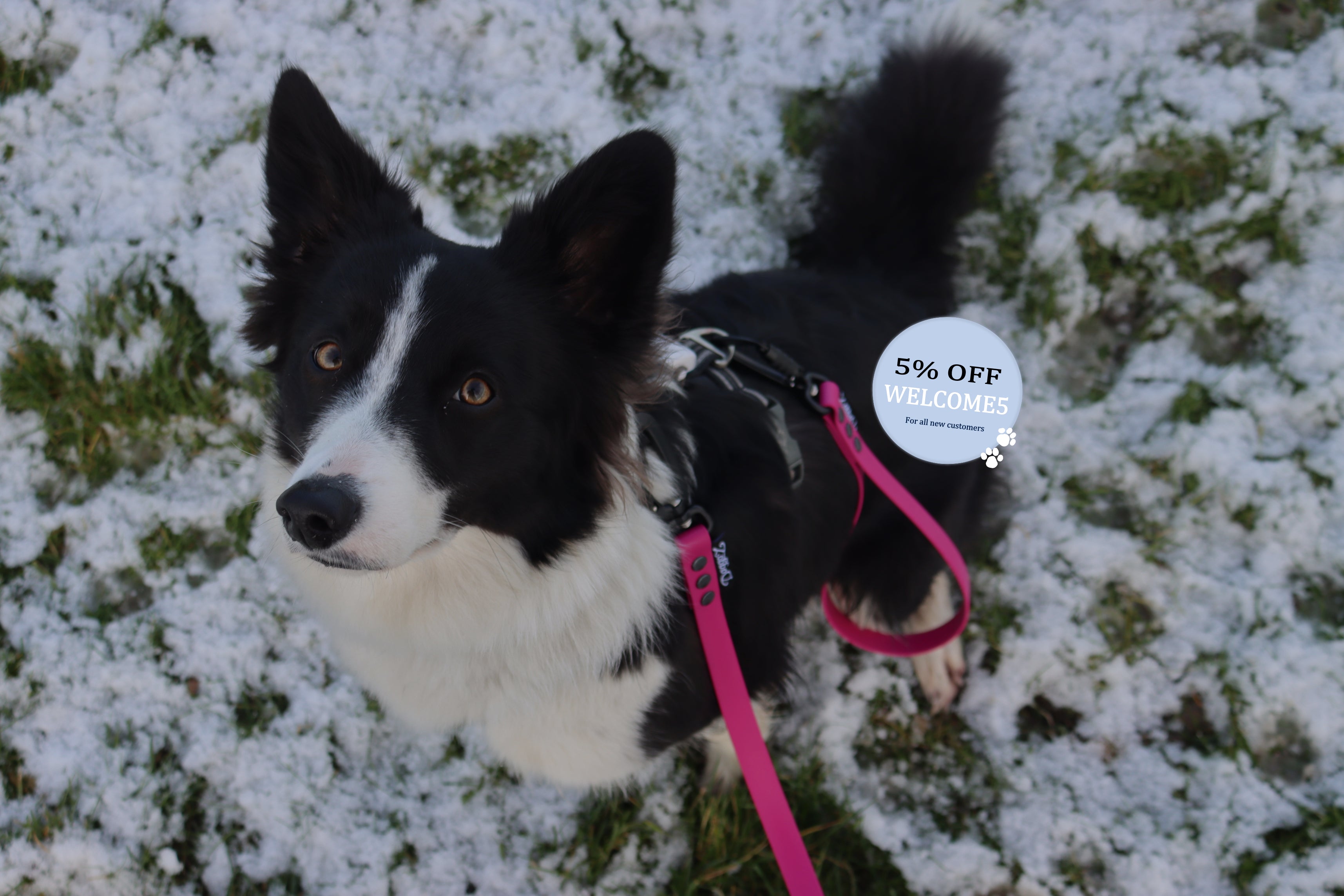 A black and white border collie wearing a magenta harness and leash, standing in snow and looking at the camera. A circular badge on the image promotes a "5% OFF" discount with the code "WELCOME5" for new customers.