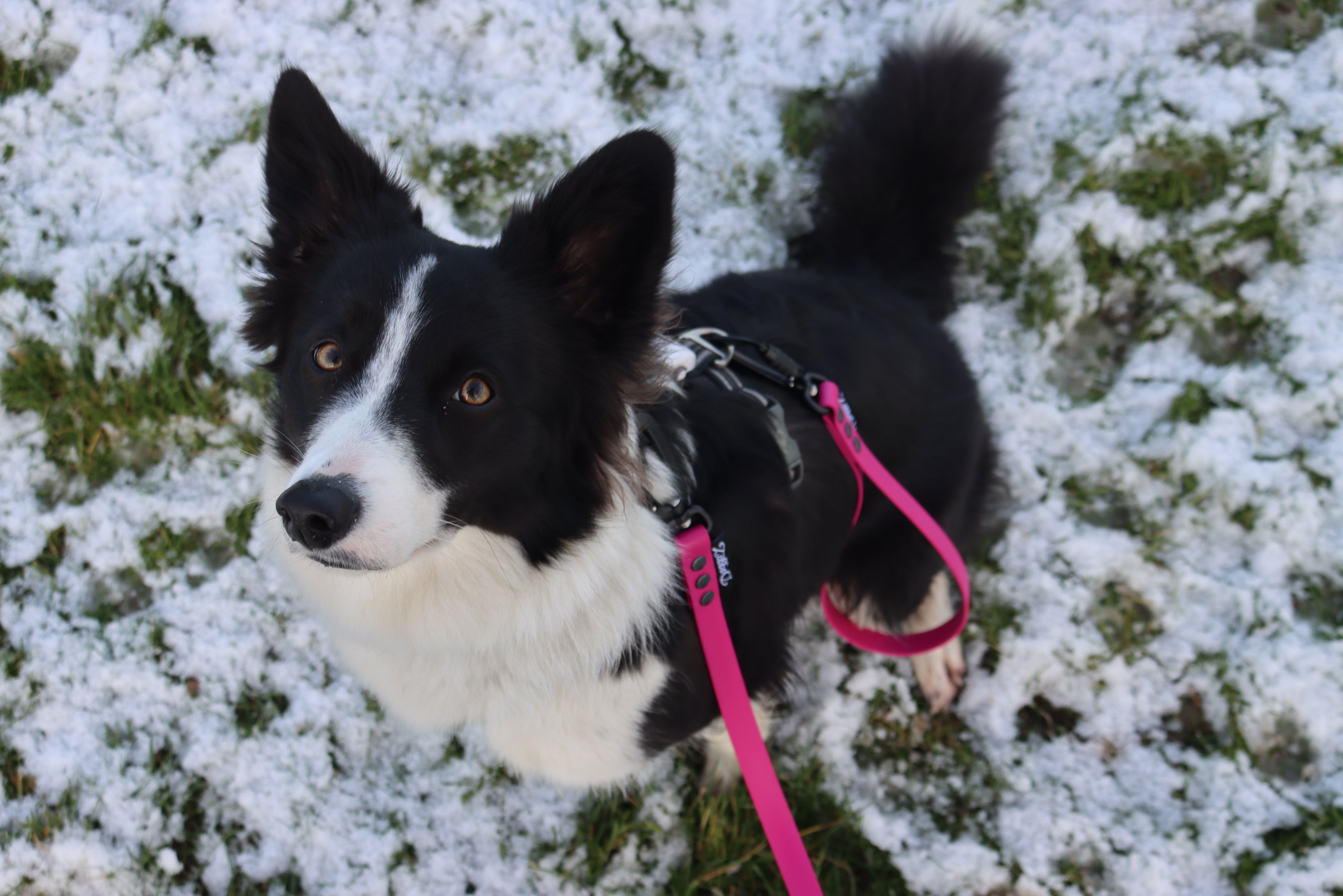 A black and white Border Collie wearing a harness and a bright Pink Magenta BioThane leash of the brand DoggoZ, sitting in a snowy field and looking up at the camera. DoggoZ leash - DoggoZ brand - DoggoZ Biothane - doggoz biothane leashes - doggoz biothane long line