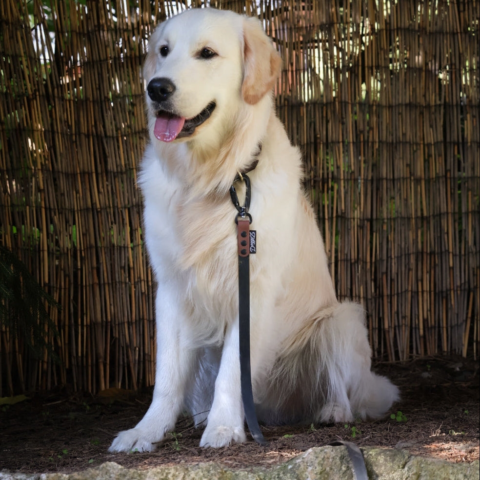 Klantfoto met een golden retriever die met een DoggoZ hondenlijnen riem op de foto staat. Je ziet een lange 10 meter lijn in het zwart en bruin in 19mm met een karabijnhaak.