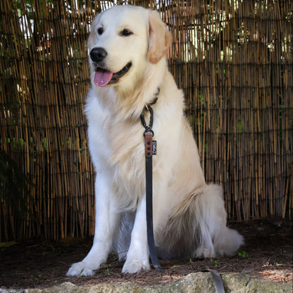 Klantfoto met een golden retriever die met een DoggoZ hondenlijnen riem op de foto staat. Je ziet een lange 10 meter lijn in het zwart en bruin in 19mm met een karabijnhaak.