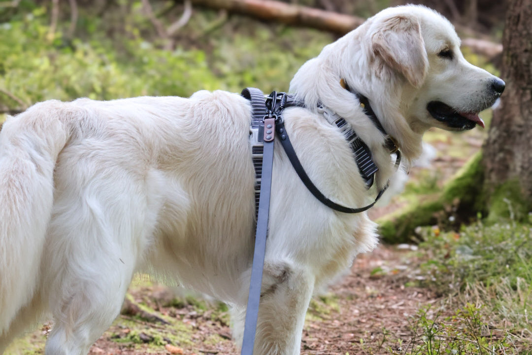 golden retriever klantfoto die met DoggoZ hondenlijnen op de foto staat. De een is een veiligheidslijn in het zwart en de andere is een lange 10 meter lijn in het zwart en bruin in 19mm met een karabijnhaak.