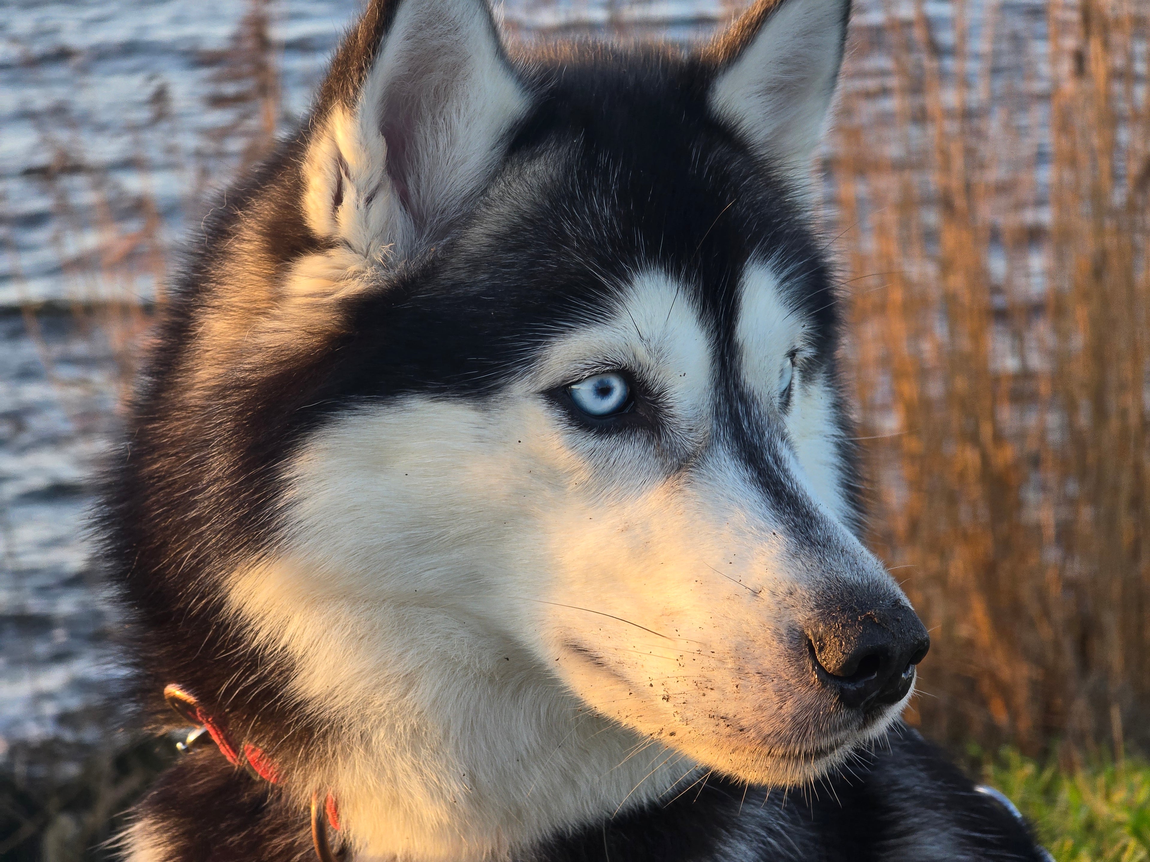 A close-up portrait of a black and white Husky with bright blue eyes, sitting by a lake at sunset with reeds in the background.